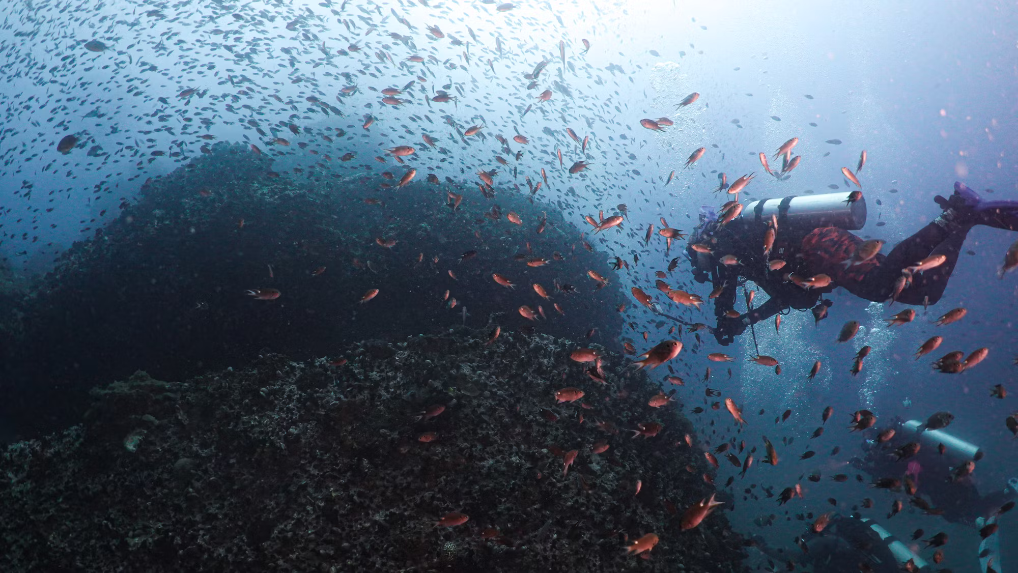 Beneath the Waves: A Journey Through Diving Adventures