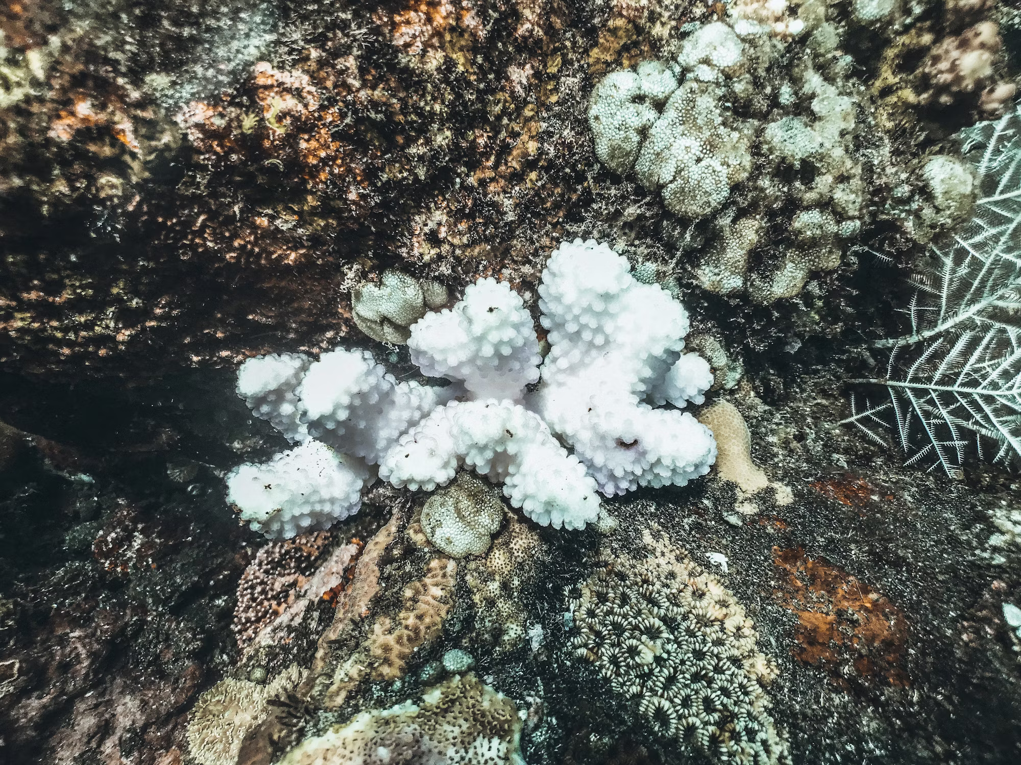 Diving Adventures: Discovering the Depths of the Ocean